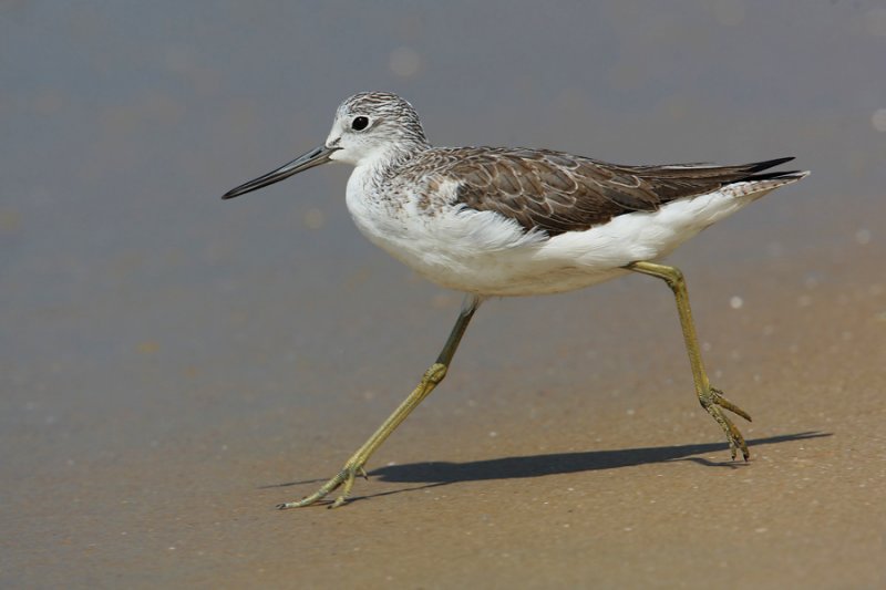 Common greenshank (tringa nebularia), Allepey, India, January 2010