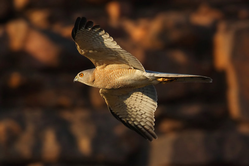 Shikra (accipiter badius), Ranthambore, India, December 2009