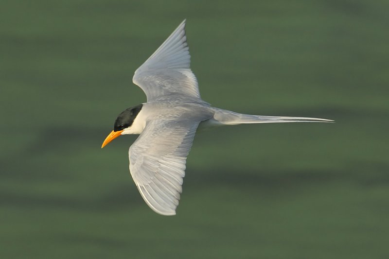 River tern (sterna aurantia), Udaipur, India, January 2010
