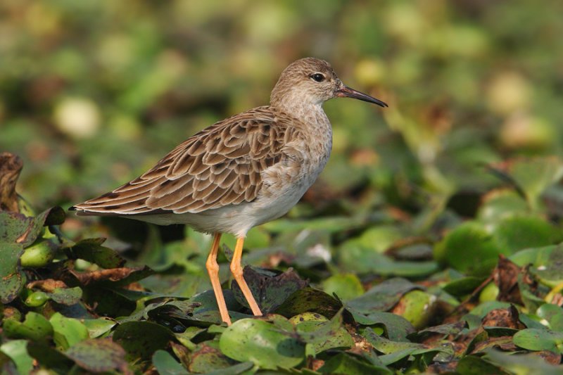 Ruff (philomachus pugnax), Bharatpur, India, December 2009