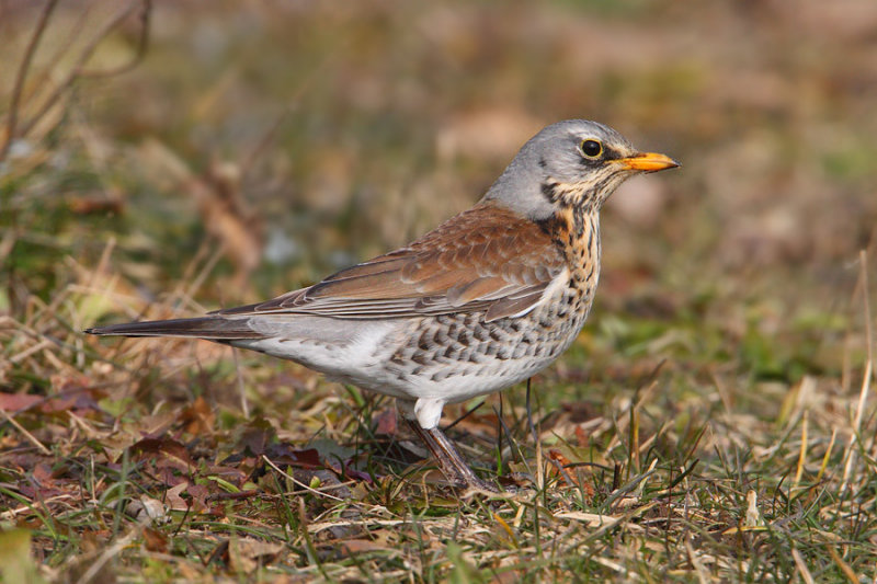 Fieldfare (turdus pilaris), Aclens, Switzerland, February 2010