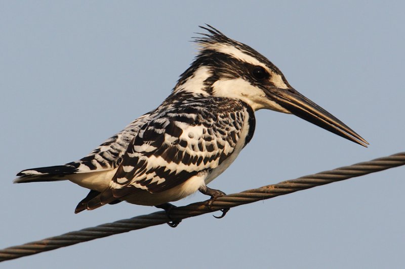 Pied kingfisher (ceryle rudis), Bund Baretha, India, December 2009