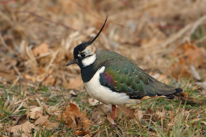 Lapwing (peewit, green plover, vanellus vanellus), Villars-Bozon, Switzerland, March 2010
