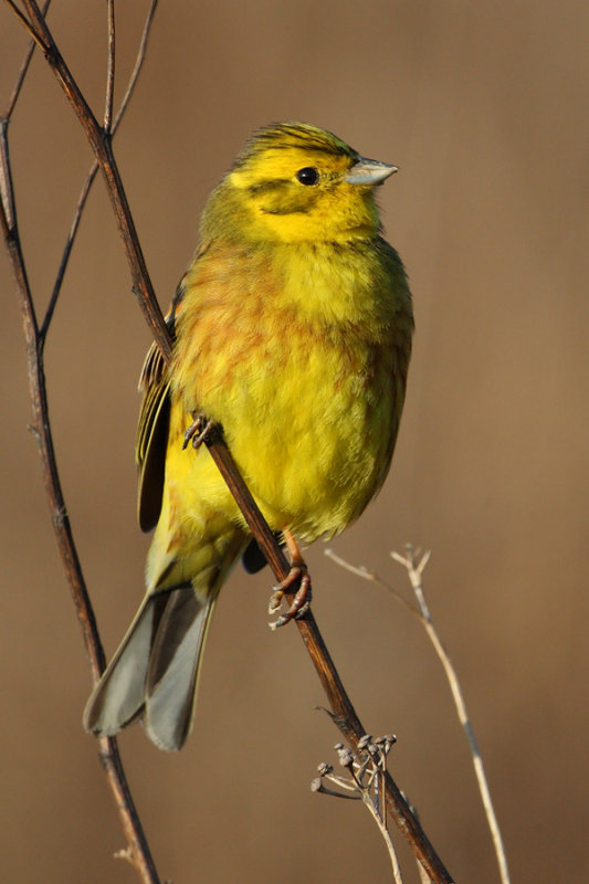 Yellowhammer (emberiza citrinella), Aclens, Switzerland, March 2010
