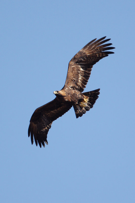 Golden eagle (aquila chrysaetos), Jeizinen, Switzerland, November 2008
