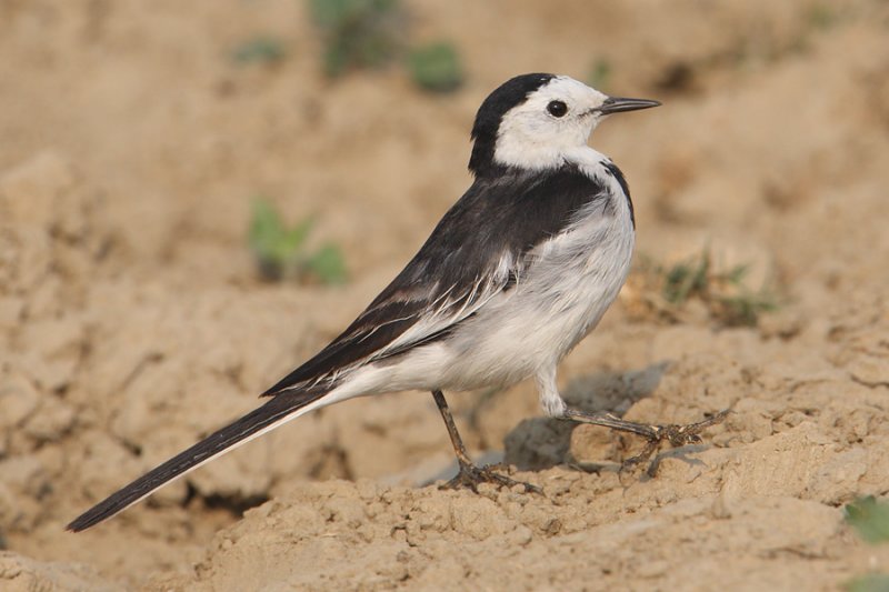 White wagtail (motacilla alba leucopsis), Bharatpur, India, December 2009