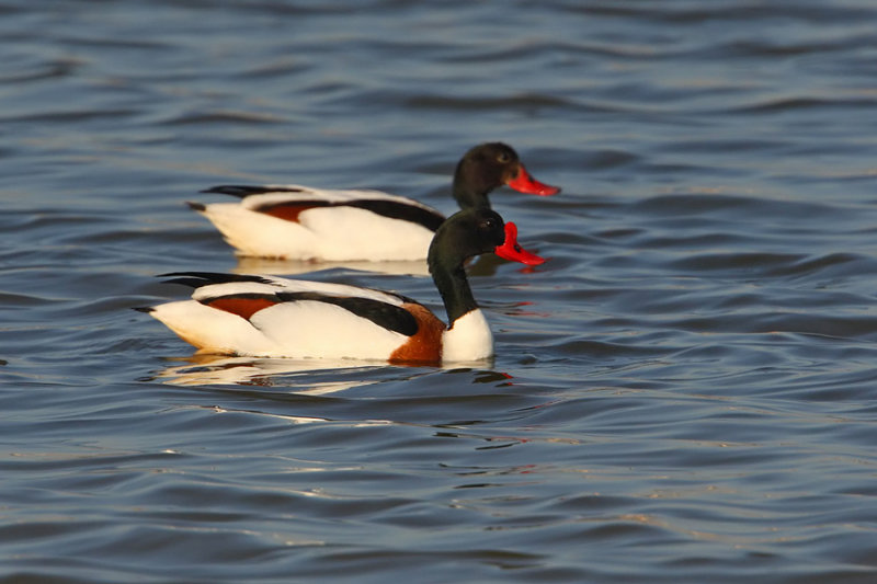 Common shelduck (tadorna tadorna), Santa Pola, Spain, April 2010