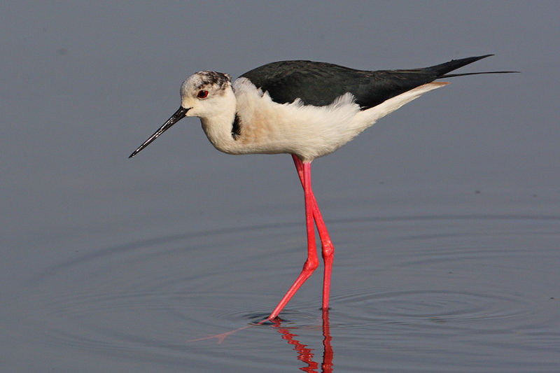 Black-winged stilt (himantopus himantopus), Clot de Galvany, Spain, April 2010