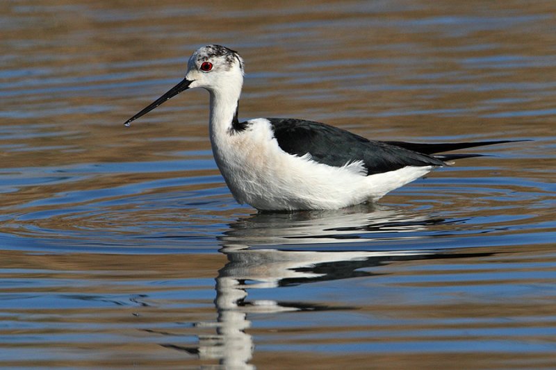 Black-winged stilt (himantopus himantopus), Santa Pola, Spain, April 2010