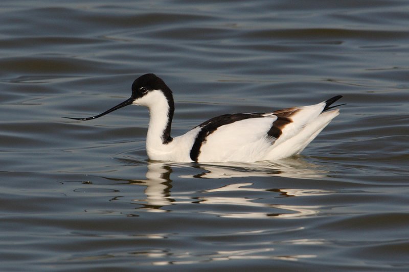 Avocet (recurvirostra avosetta), Santa Pola, Spain, April 2010