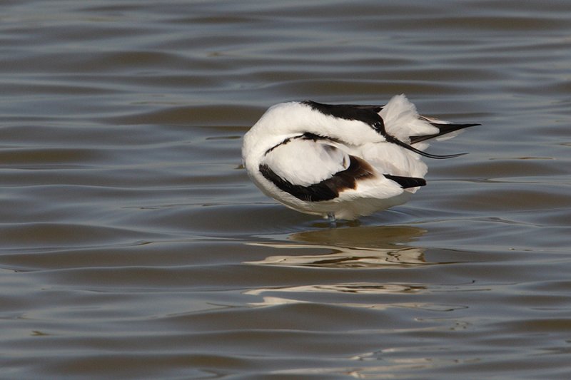 Avocet (recurvirostra avosetta), Santa Pola, Spain, April 2010
