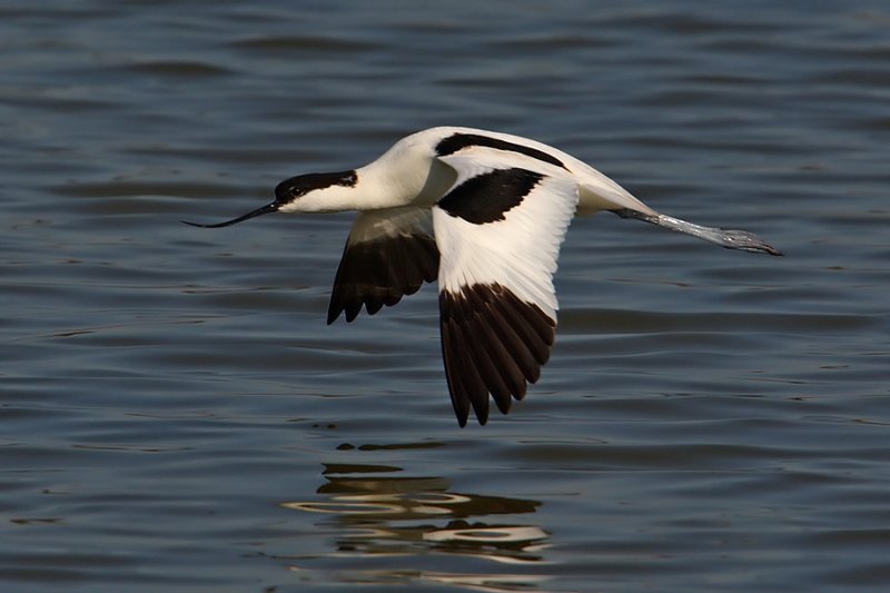 Avocet (recurvirostra avosetta), Santa Pola, Spain, April 2010
