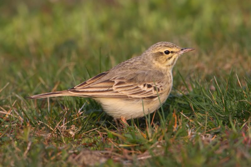 Tawny pipit (anthus campestris), Vullierens, Switzerland, April 2010