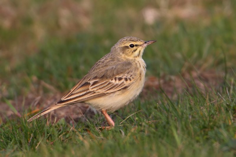 Tawny pipit (anthus campestris), Vullierens, Switzerland, April 2010