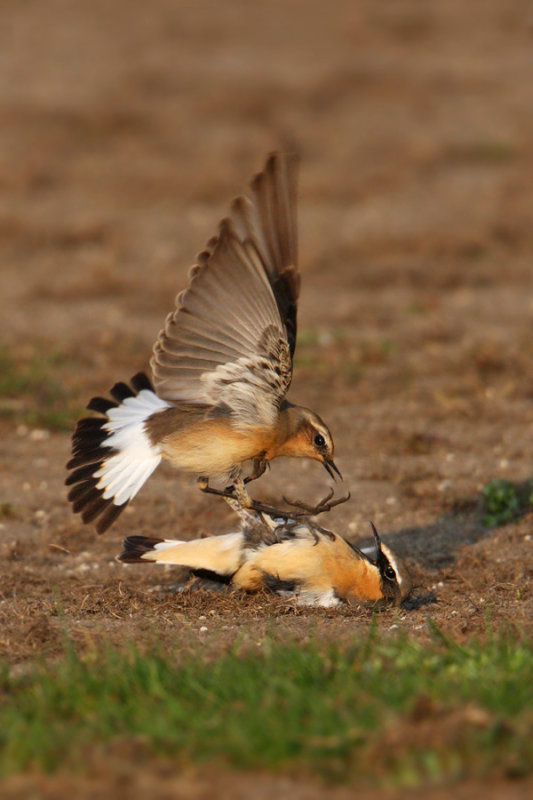 Northern wheatear (oenanthe oenanthe), Vullierens, Switzerland, April 2010