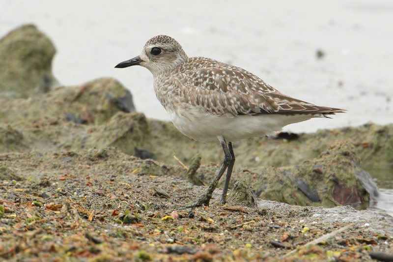 Grey plover (pluvialis squaterola), Prverenges, Switzerland, May 2010