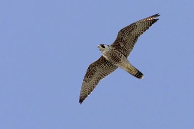Peregrine falcon, Echandens, Switzerland, August 2008