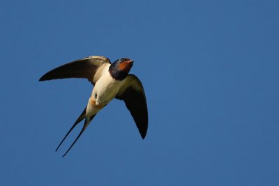 Swallow, Echandens, Switzerland, August 2008