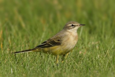 Yellow wagtail, Colombier, Switzerland, August 2008