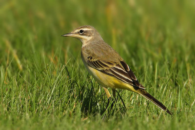 Yellow wagtail, Colombier, Switzerland, August 2008
