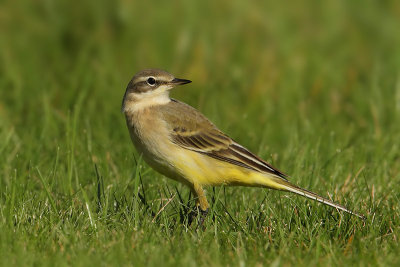 Yellow wagtail, Colombier, Switzerland, August 2008