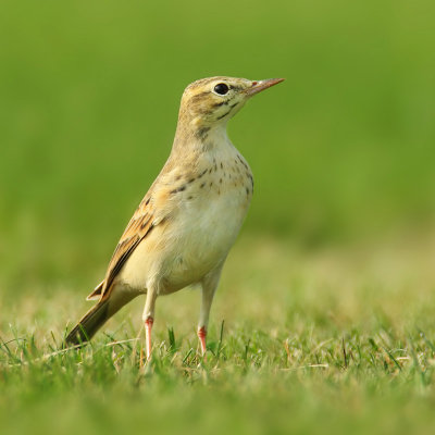 Tawny pipit (anthus campestris), Vullierens, Switzerland, August 2008