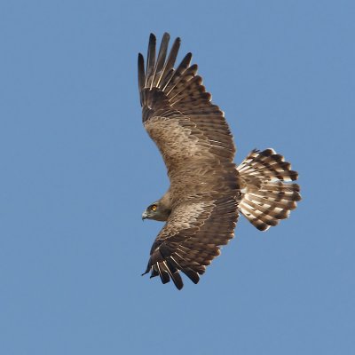 Short-toed eagle, Soufli, Greece, September 2008