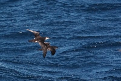 Yelkouan (Levantine) shearwater, Samothraki, Greece, September 2008