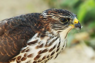 Levant sparrowhawk, Keramoti, Greece, September 2008