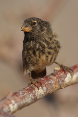 Medium ground finch (geospiza fortis), North Seymour (Galpagos), Ecuador, December 2008