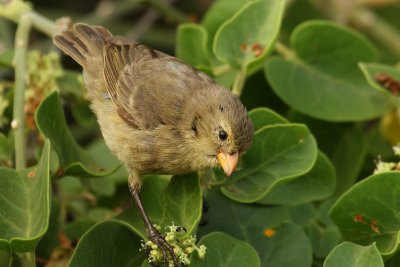 Small tree finch (camarhynchus parvulus), Santa Cruz (Galapagos), Ecuador, January 2009