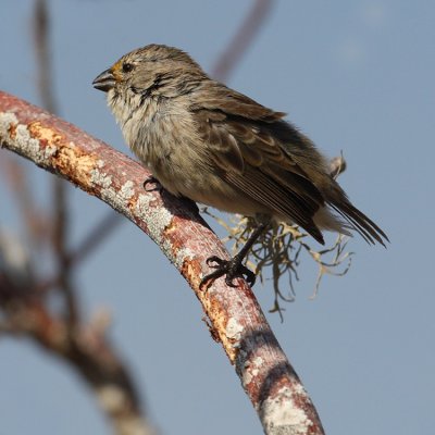 Small tree finch (camarhynchus parvulus), Isla Floreana (Galapagos), Ecuador, January 2009