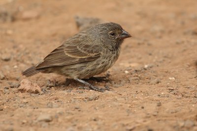 Small ground finch (geospiza fuliginosa), Santa Cruz  (Galpagos), Ecuador, January 2009