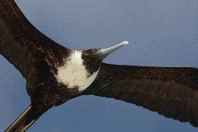 Magnificent frigatebird (fregata magnificens), Isla Espaola (Galpagos), Ecuador, December 2008