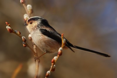 Long-tailed tit (aegithalos caudatus europaeus), Ayer, Switzerland, March 2009