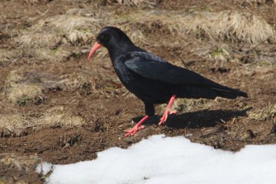 Red-billed chough, Guttet, Switzerland, March 2009