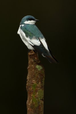 White-winged Swallow, (tachycineta albiventer), La Selva, Ecuador, January 2009