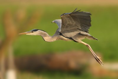 Grey heron, Etang de Pr-Bovet, Switzerland, April 2009