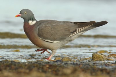 Wood pigeon (columba palumbus), Prverenges, Switzerland, May 2009