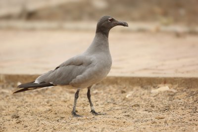 Lava gull (leucophaeus fuliginosus), Santa Cruz (Galpagos), Ecuador, January 2009
