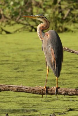 Purple heron (ardea purpurea), Chavornay, Switzerland, July 2009