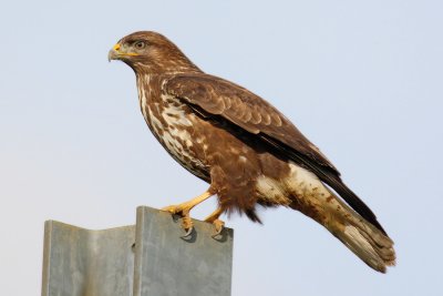 Common buzzard, Vullierens, Switzerland, December 2009