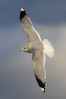 Common gull (larus canus), Saint-Sulpice, Switzerland, December 2009