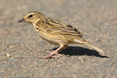 Nilgiri pipit (anthus nilghiriensis), Eravikulam NP, India, January 2010