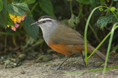 Grey-breasted laughing thrush (garrulax jerdoni), Top Station (Munnar), India, January 2010