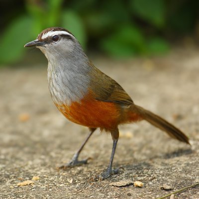 Grey-breasted laughing thrush (garrulax jerdoni), Top Station (Munnar), India, January 2010