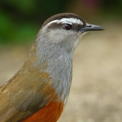 Grey-breasted laughing thrush (garrulax jerdonlaughing thrush (garrulax jerdoni), Top station (Munnar), India, January 2010