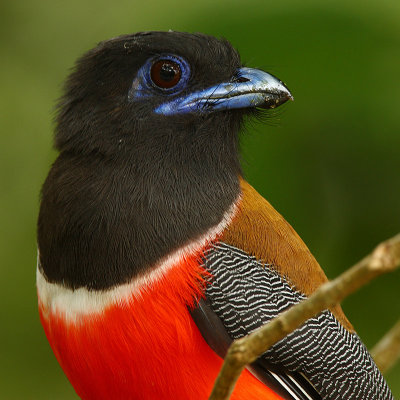 Malabar trogon (harpactes fasciatus), Kumily, India, January 2010