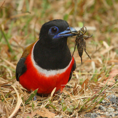 Malabar trogon (harpactes fasciatus), Kumily, India, January 2010