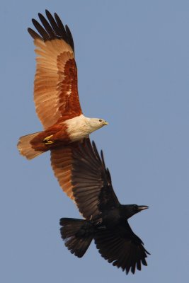 Brahminy kite (haliastur indus), Allepey, India, January 2010